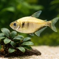 Brass Tetra (Hyphessobrycon bifasciatus) scale and plant aquarium visual — representative image - view 4