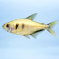 Brass Tetra (Hyphessobrycon bifasciatus) side profile aquarium visual — representative image - view 3
