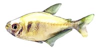 Brass Tetra, Hyphessobrycon bifasciatus - view 5