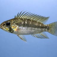 Breitbinden Dwarf Cichlid — side profile on a plain background — representative image - view 3