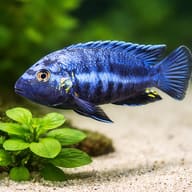 Brevis Mbuna — close view showing fin and scale detail — representative image - view 4