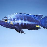 Brevis Mbuna — side profile on a plain background — representative image - view 3