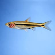 Least Rasbora UK — Boraras urophthalmoides side profile showing the exclamation-mark body pattern — representative image - view 3