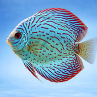 Side-view Brilliant Turquoise-type discus on a plain blue background; actual fish vary - view 3