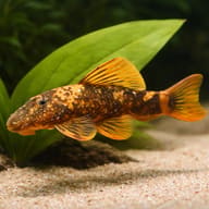 Red & Black Bristlenose Pleco — Bristle-Nose catfish red+black — close view showing fin and scale detail - view 4