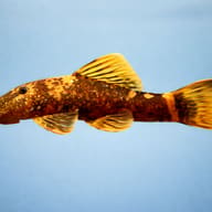 Red & Black Bristlenose Pleco — Bristle-Nose catfish red+black — side profile on a plain background — representative image - view 3
