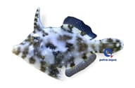 Bristle-tail file-fish Acreichthys tomentosus marine fish with mottled body and bristle-like tail in a saltwater aquarium - view 5