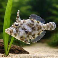 Bristle-tail File-fish M (Acreichthys tomentosus) — close view showing fin and scale detail — representative image - view 4