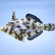 Bristle-tail File-fish M (Acreichthys tomentosus) — side profile on a plain background — representative image - view 3