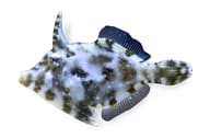 Blue-grey and brown mottled bristle-tail file-fish on a white background - view 5