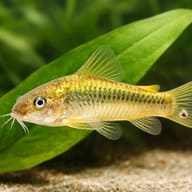 Bronze Catfish green strip — close view showing fin and scale detail — representative image - view 4
