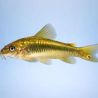 Bronze Catfish green strip — side profile on a plain background — representative image - view 3