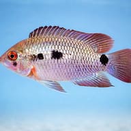 Port Acara Brown Cichlid (Cichlasoma portalegrense) - side profile — representative image - view 3