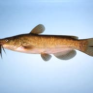 Brown Bullhead (Ameiurus nebulosus) — side profile on a plain background — representative image - view 3
