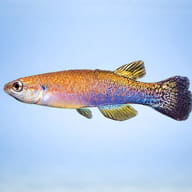 Green/Brown Rivulus (Rivulus cylindraceus) side profile with bronze and blue-green sheen — representative image - view 3