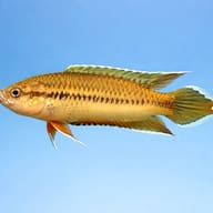 Brown Spiketail Paradisefish (Pseudosphromenus dayi) side profile — representative image - view 3