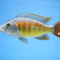 Brown's Mouthbrooder (Haplochromis brownae) - side profile — representative image - view 3