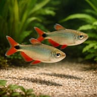 Two Buenos Aires Tetras with red fins above pale gravel - view 2