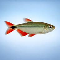 Buenos Aires Tetra with red fins in side profile against pale blue - view 3