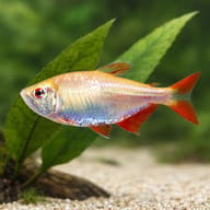 Buenos Aires Tetra Gold — close view showing fin and scale detail — representative image - view 4