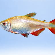 Buenos Aires Tetra Gold — side profile on a plain background — representative image - view 3