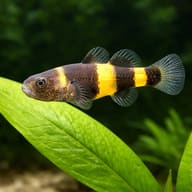 Golden Band Bumblebee Goby (Brachygobius sp.) - scale view — representative image - view 4