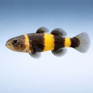 Golden Band Bumblebee Goby (Brachygobius sp.) - side profile — representative image - view 3
