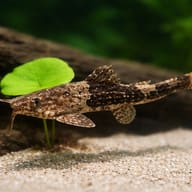 Guitarrita (Bunocephalus coracoideus) close view showing fin and scale detail — representative image - view 4