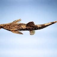 Guitarrita (Bunocephalus coracoideus) side profile on a plain background — representative image - view 3