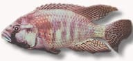 Burton's Mouthbreeder catalogue photograph in side view, purple-grey with dark bars and anal-fin egg spots - view 5