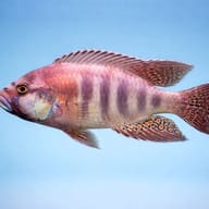 Burton's Mouthbreeder side profile showing egg spots on the anal fin against a plain pale-blue background - view 3