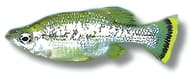 Butterfly Goodeid (Ameca splendens) - view 5