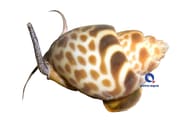 Bybylon Shell Light Babylonia spirata marine snail with patterned spiral shell on a sandy substrate - view 5