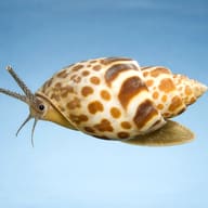 Bybylon Shell Light M (Babylonia spirata) — side profile on a plain background — representative image - view 3