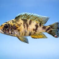 Orange Blanche Pecock Cichlid side profile on a plain background — representative image - view 3