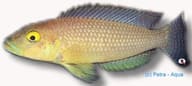 Callipterus cichlid Lamprologus callipterus - view 5