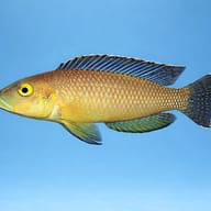 Callipterus Cichlid — Side view of Callipterus Lamprologus callipterus — representative image - view 3