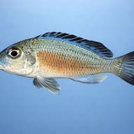 Callochromis macrops 5,5 — side profile on a plain background — representative image - view 3