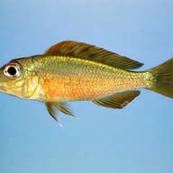 Callochromis melanostigma XL — side profile on a plain background — representative image - view 3
