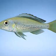 Callochromis stappersi 3 — side profile on a plain background — representative image - view 3