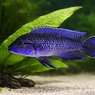 Caninus (Telmatochromis caninus) — close view showing fin and scale detail — representative image - view 4