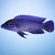 Caninus (Telmatochromis caninus) — side profile on a plain background — representative image - view 3