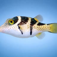 Illustrative Valentini Puffer (Canthigaster valentini) side-view aquarium scene — representative image - view 3
