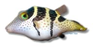 Valentini Puffer (Canthigaster valentini) supplier reference image - view 5