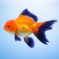 Carassius auratus l.f. oranda red black — side profile on a plain background — representative image - view 3