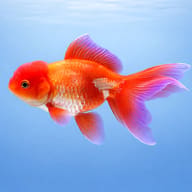 Carassius auratus l.f. red oranda — side profile on a plain background — representative image - view 3