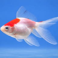 Carassius auratus l.f. red white ryukin — side profile on a plain background — representative image - view 3