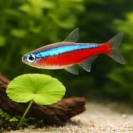 Cardinal Tetra close view for colour and body shape reference — representative image - view 5