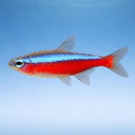 Side view of Cardinal Tetra Paracheirodon axelrodi showing full red stripe — representative image - view 4