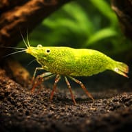 Caridina babaulti green 1 - 1 — representative image - view 1